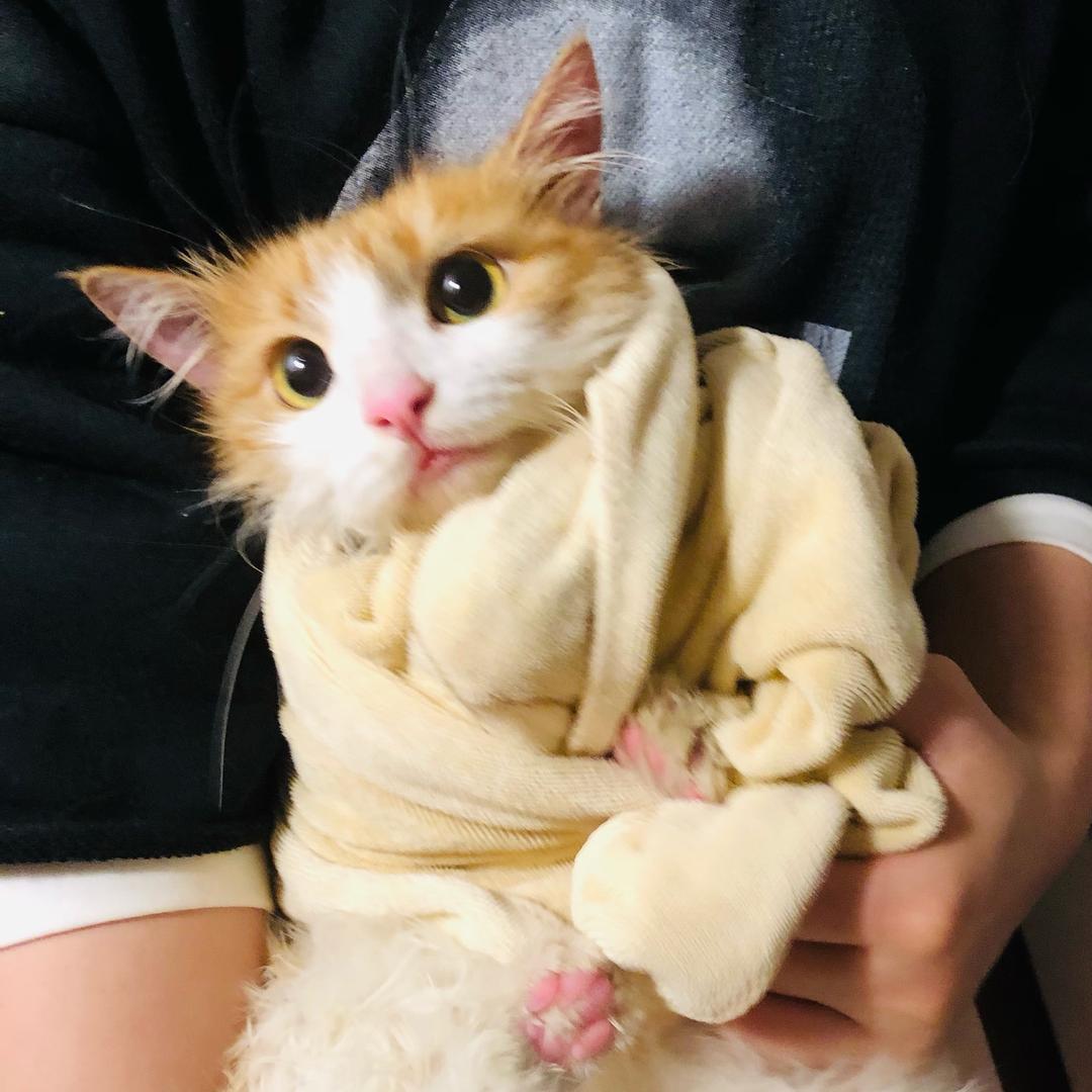 板栗小猫
