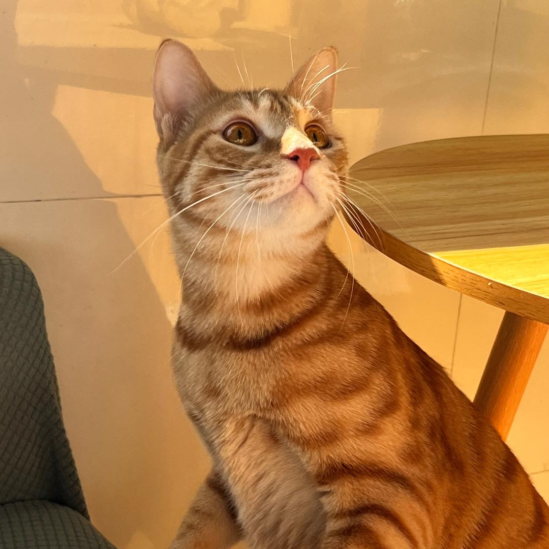 也沈