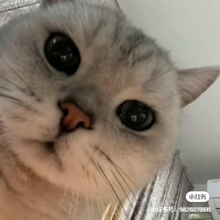 尼玛