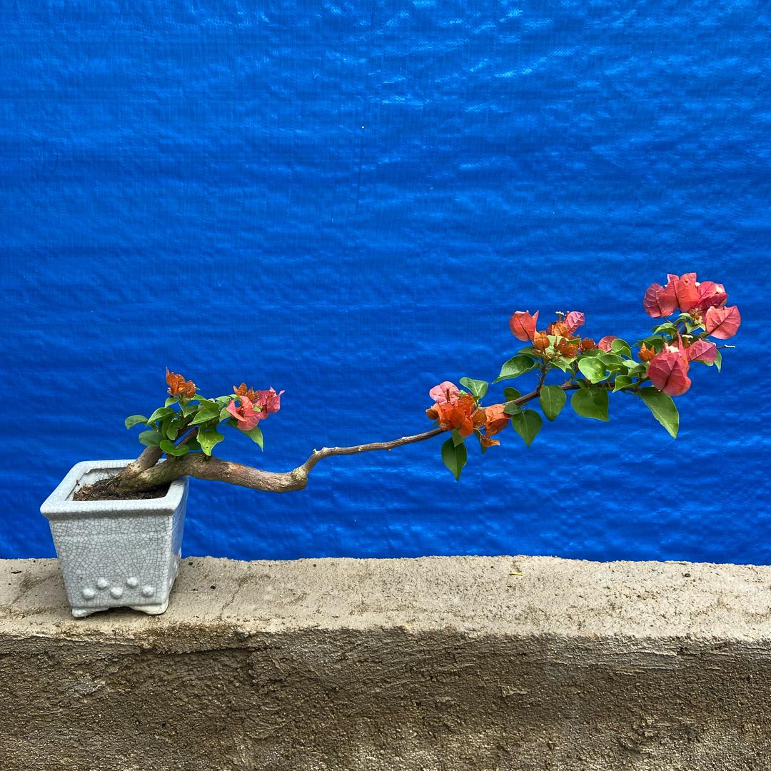 百花语园艺