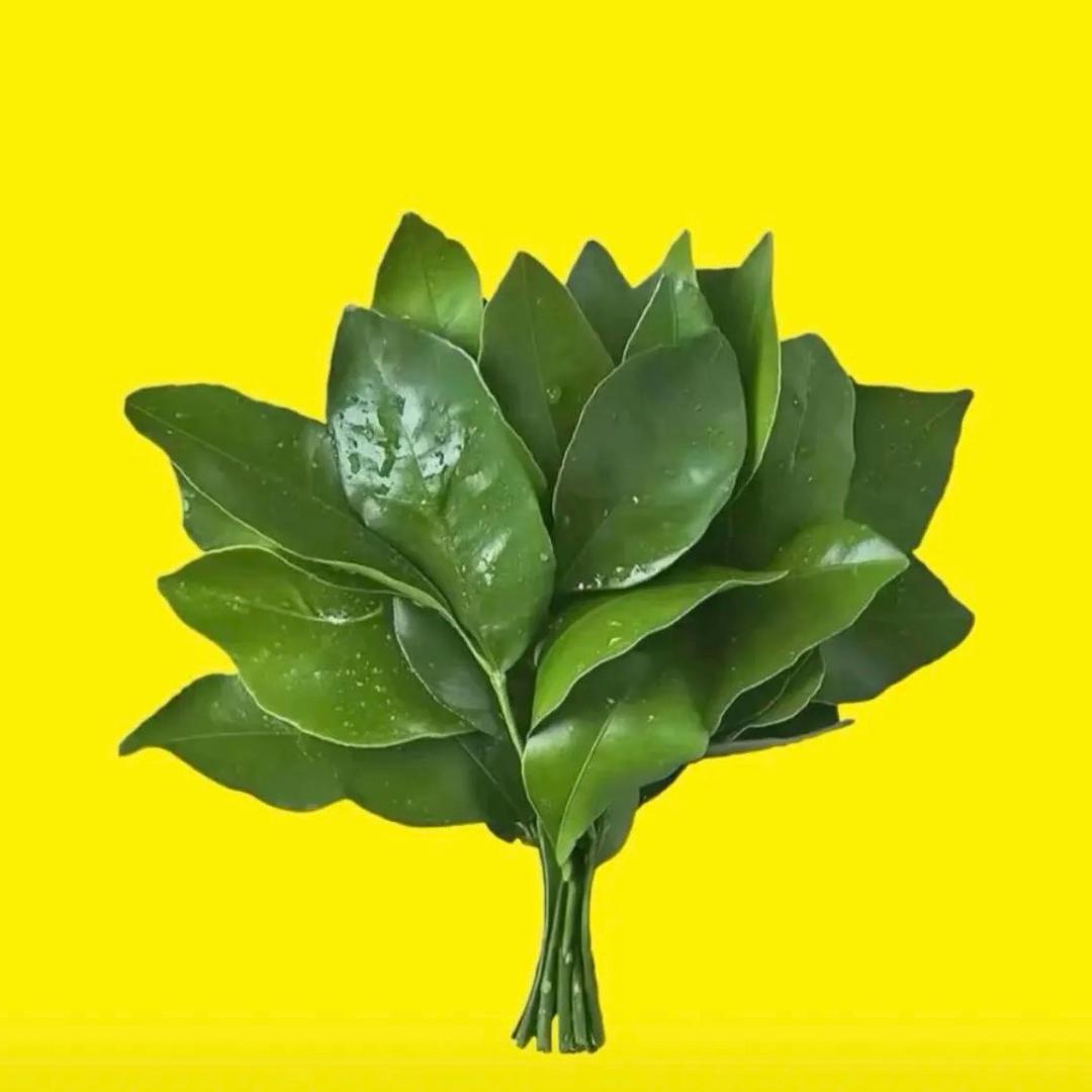 植物草本🌿生姜洗发水