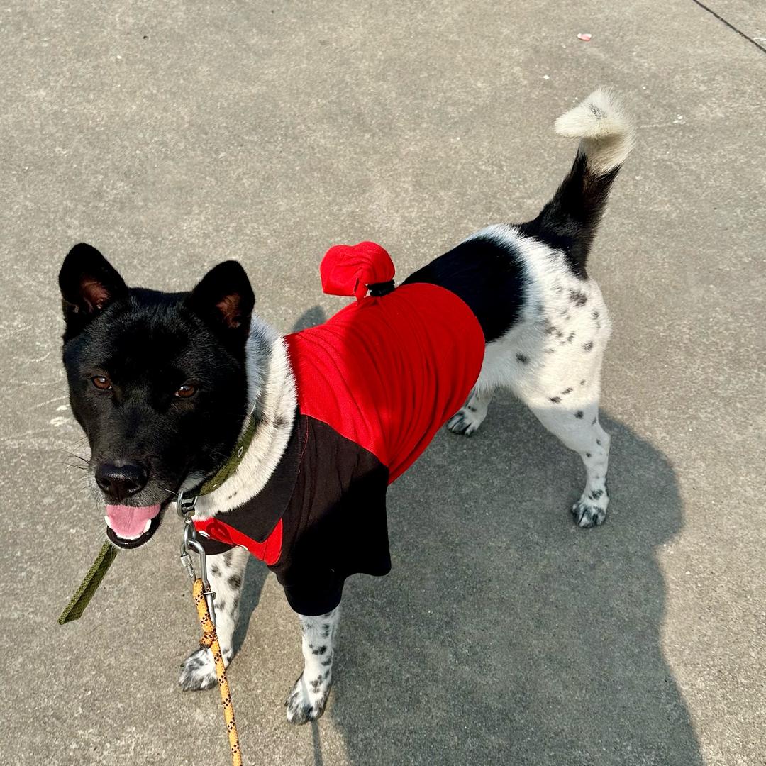 🐶花生得得戚