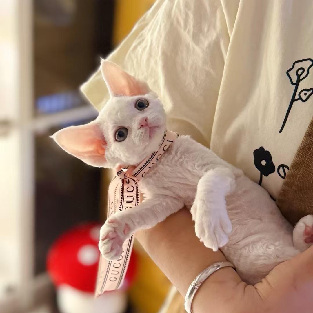 三年三班·德文卷儿