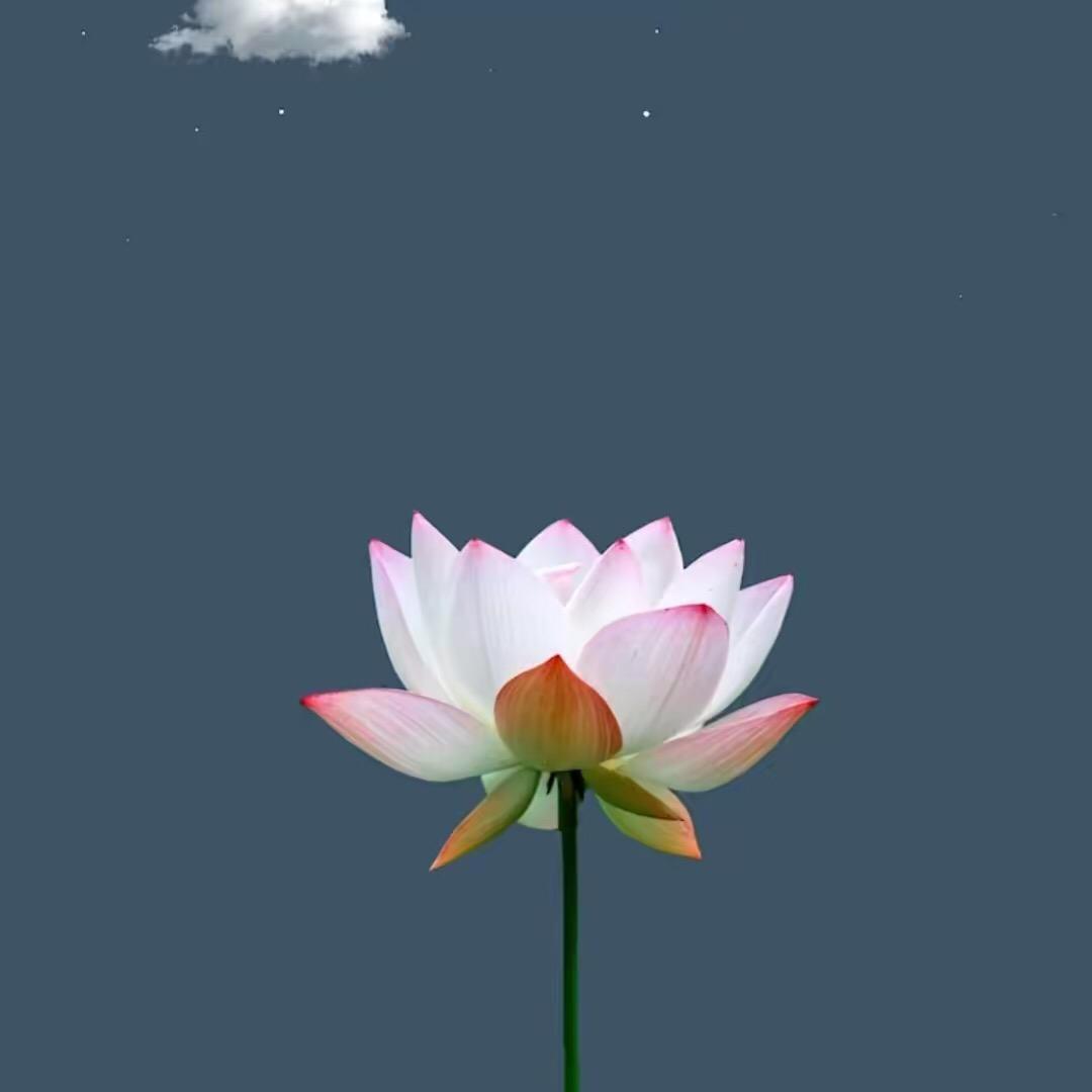 梵尘