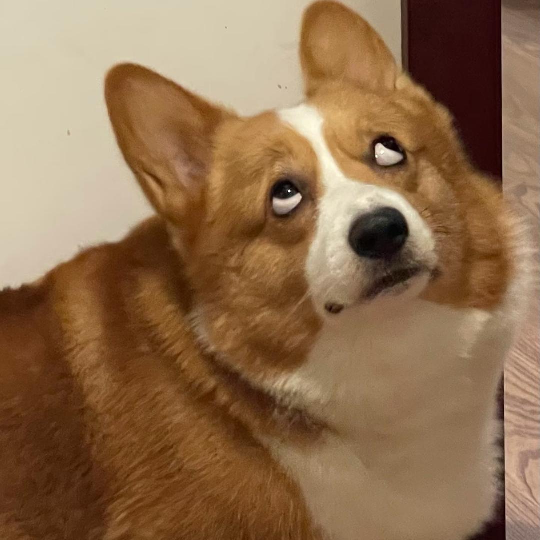 狗帅
