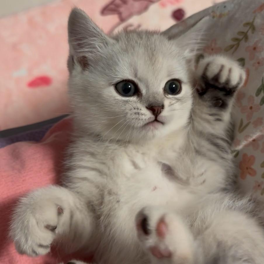 77是只猫