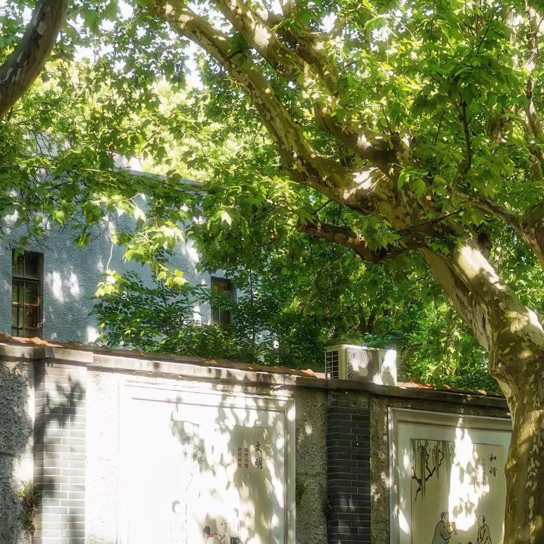 梧桐树下的老房子