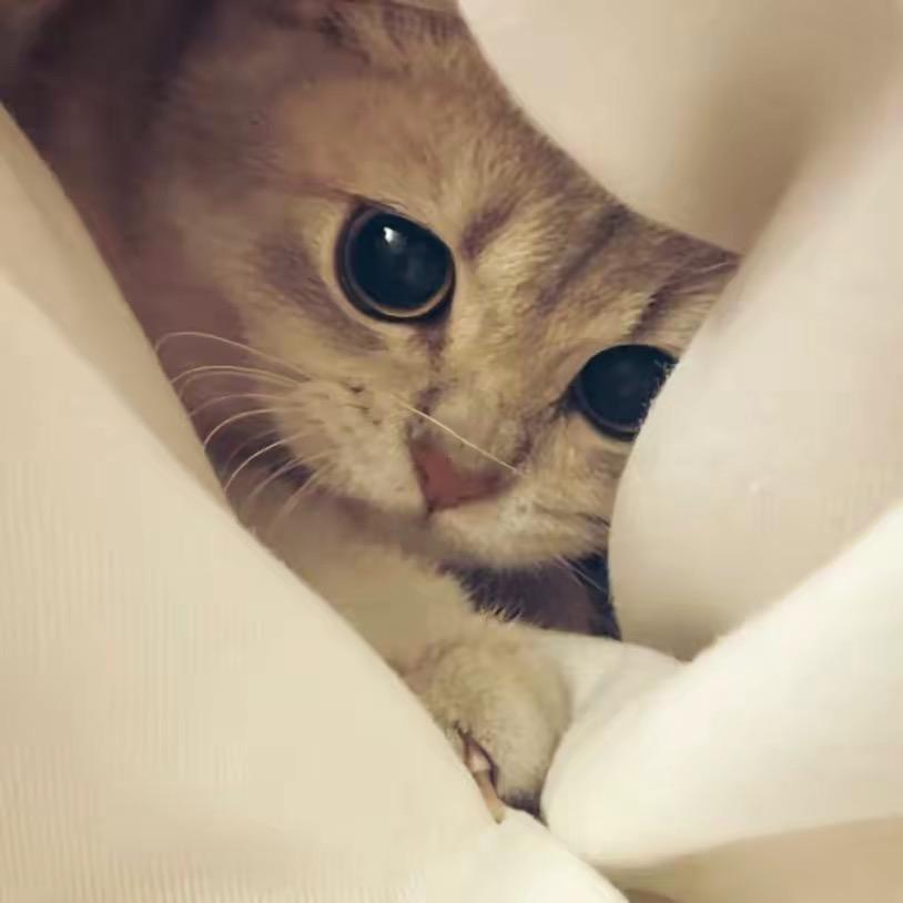 不说再见.