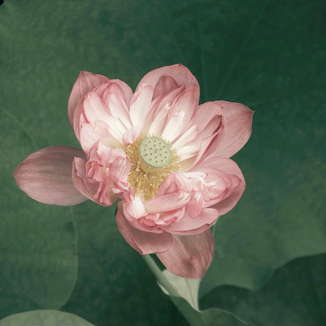池塘小荷