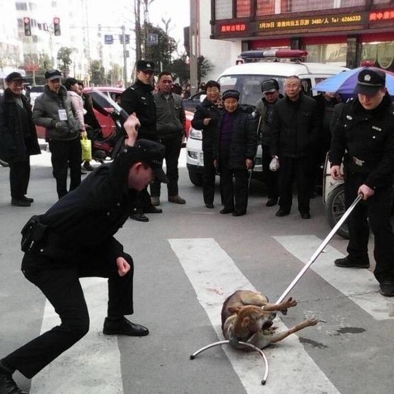 专业套狗三十年