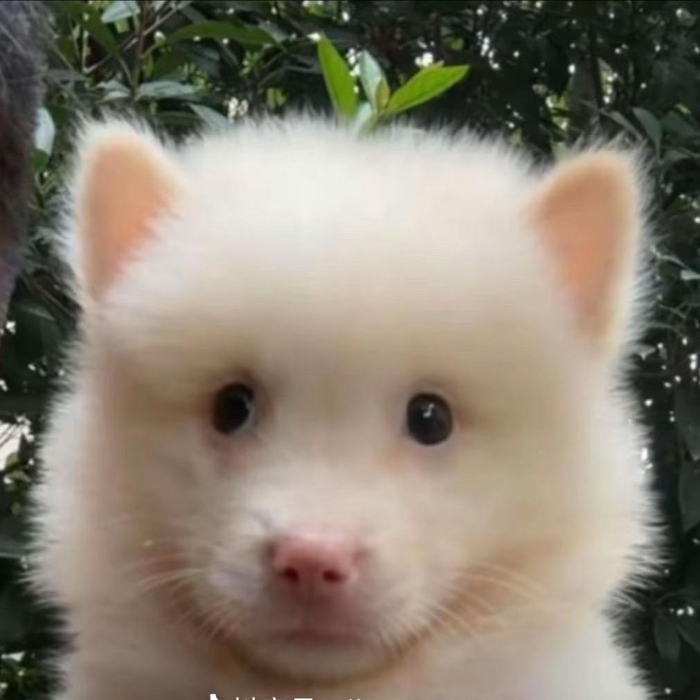 刷牙小猫