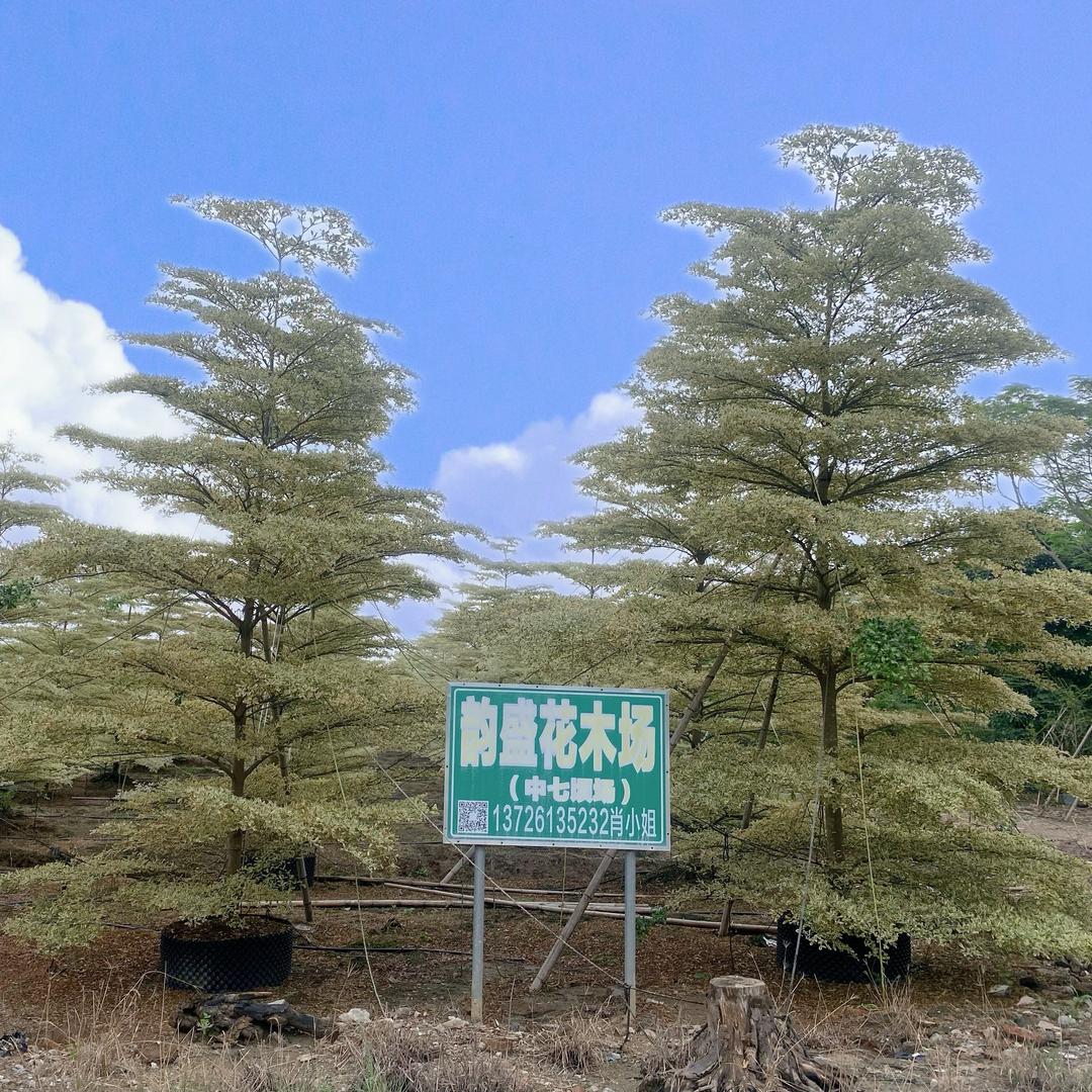 婷～🌤（日盛园林）