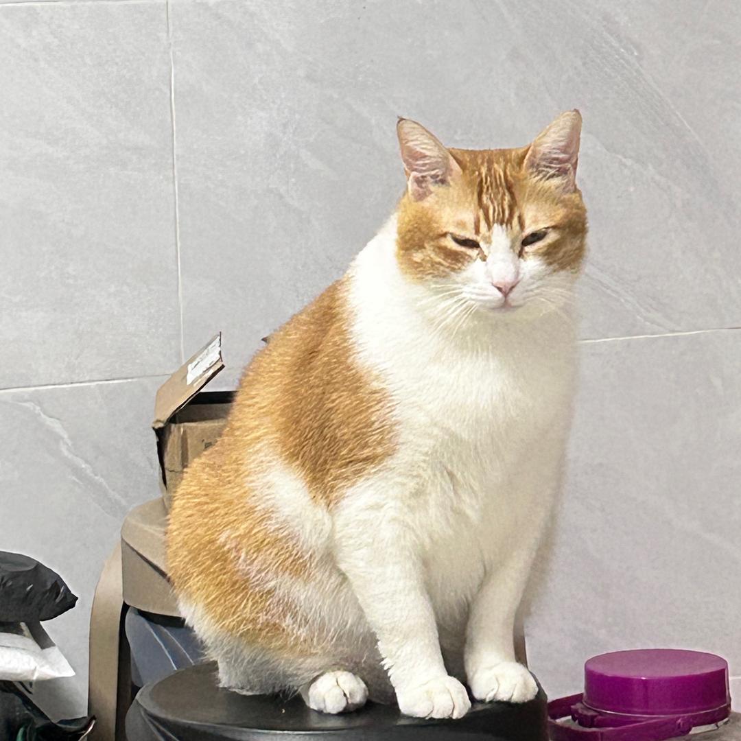 浪漫餐厅超好玩