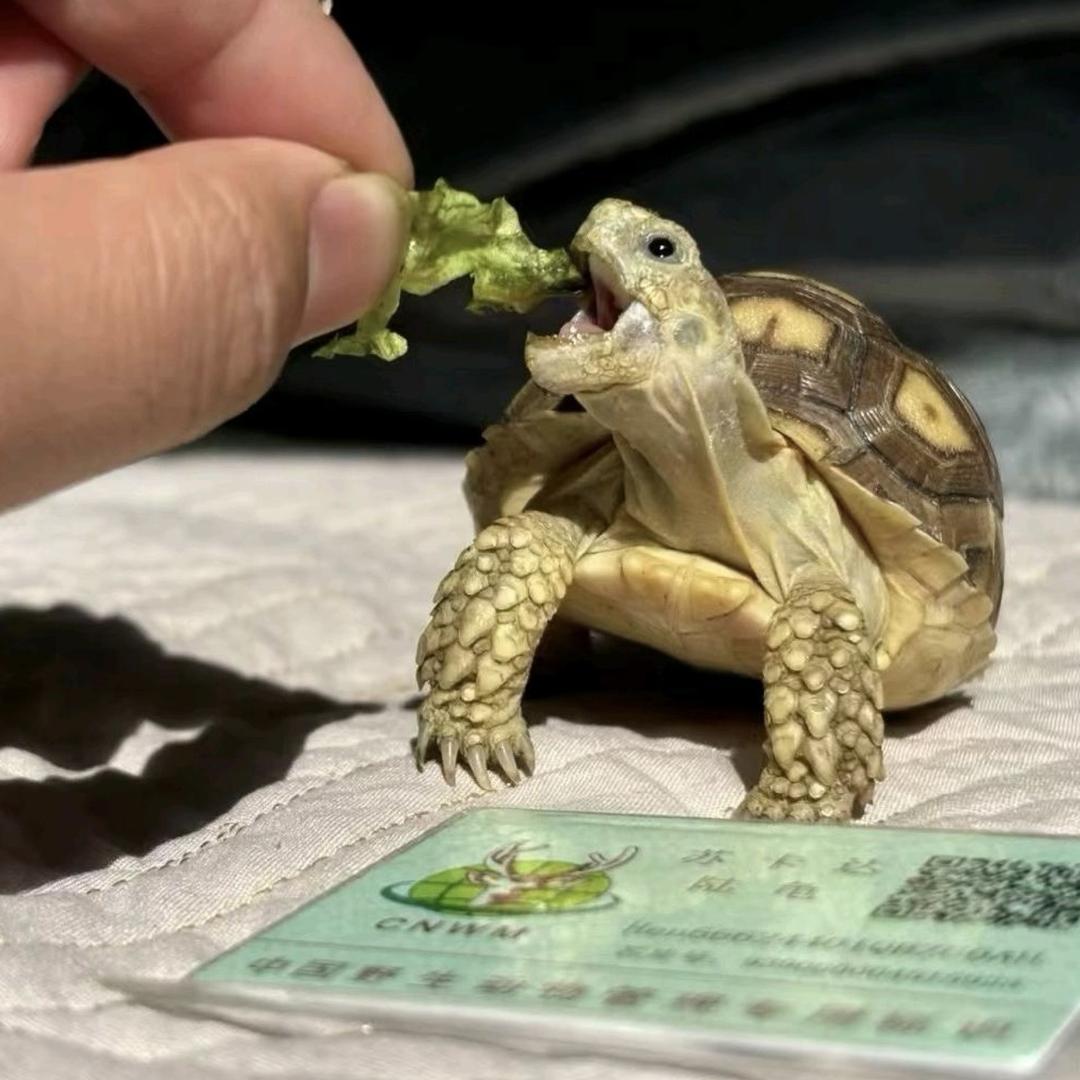 小灿爬宠