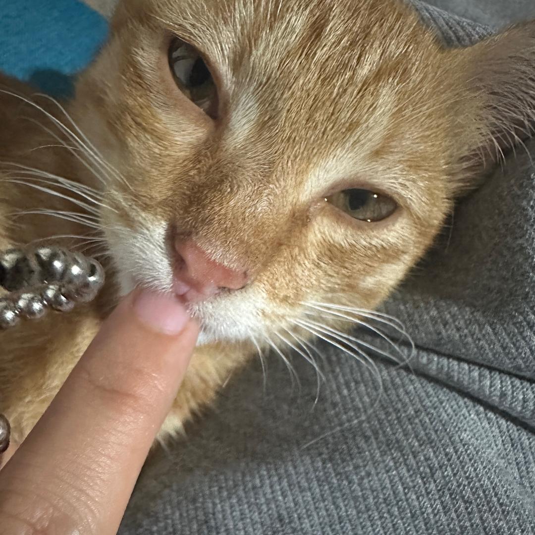 一只烊不会唱rap