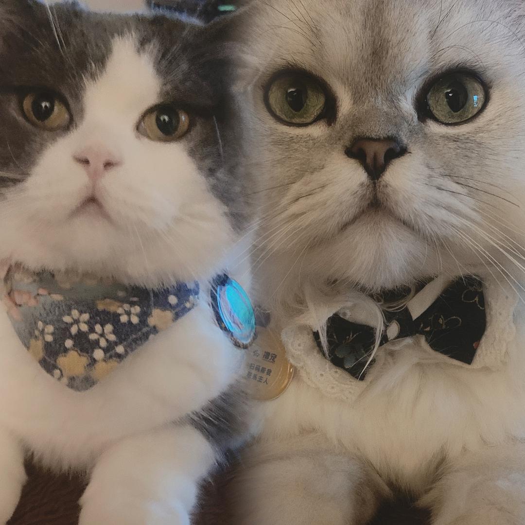 三只猫的主人