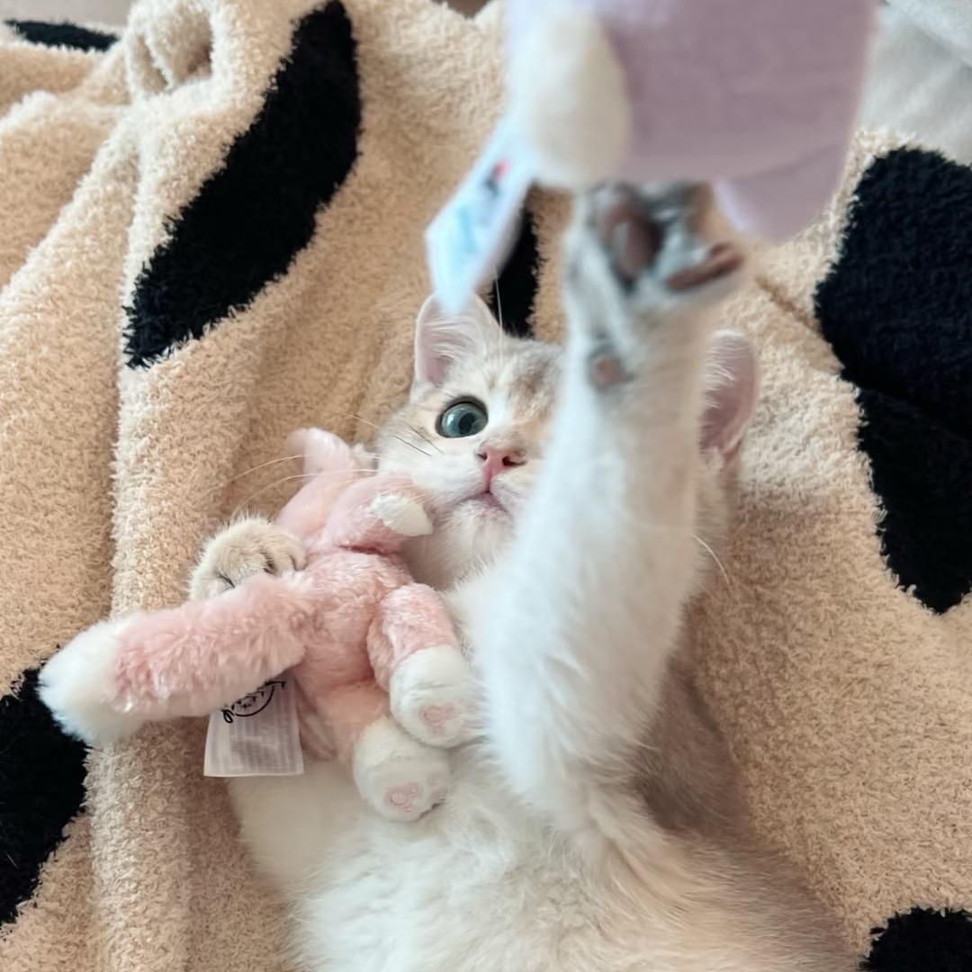 一只青鱼^