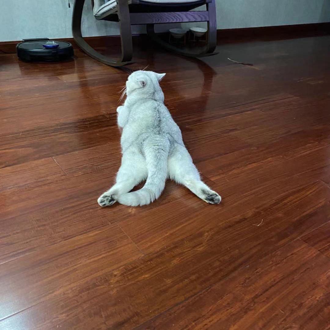 喵呜呜呜呜呜呜呜