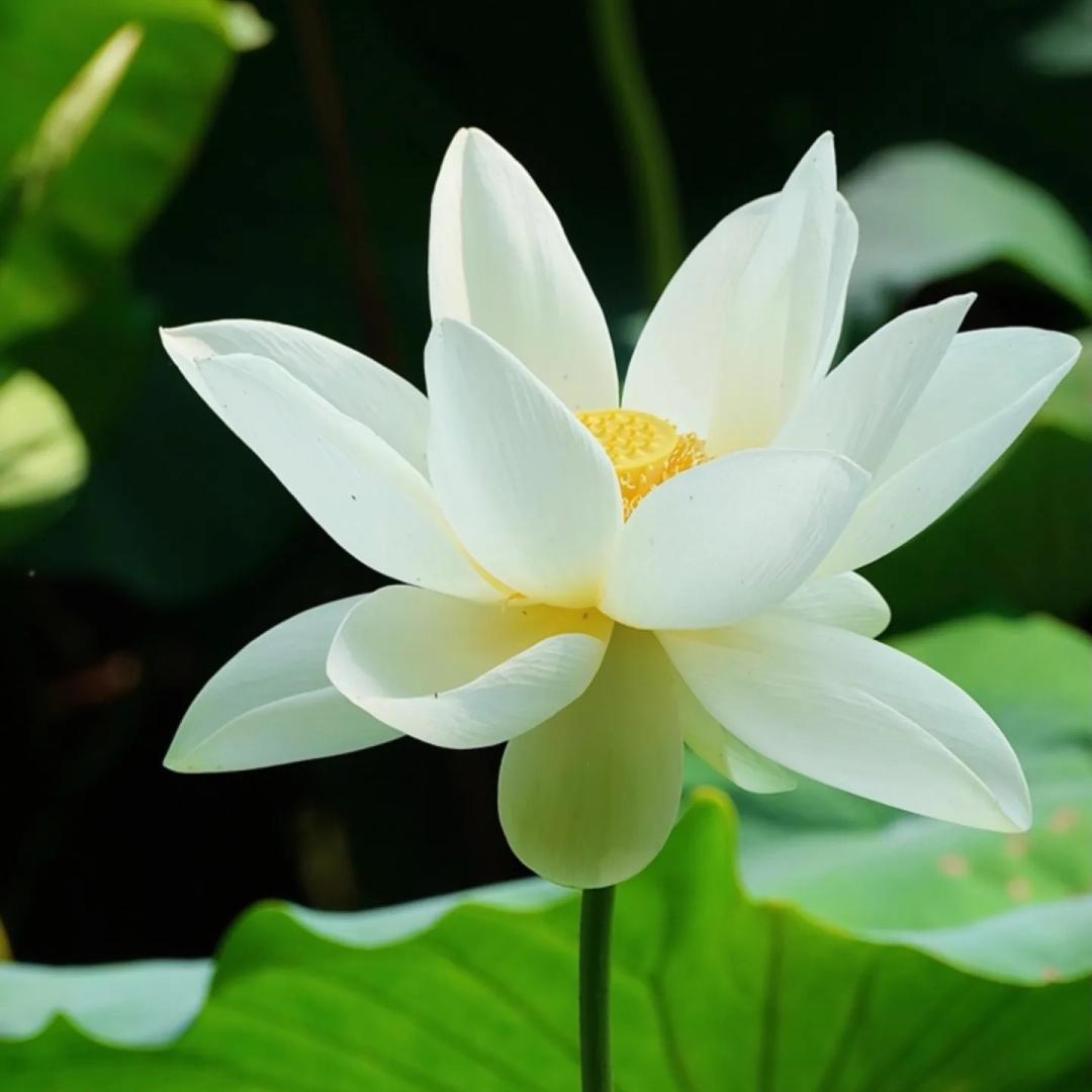 艳梅（想有个家）