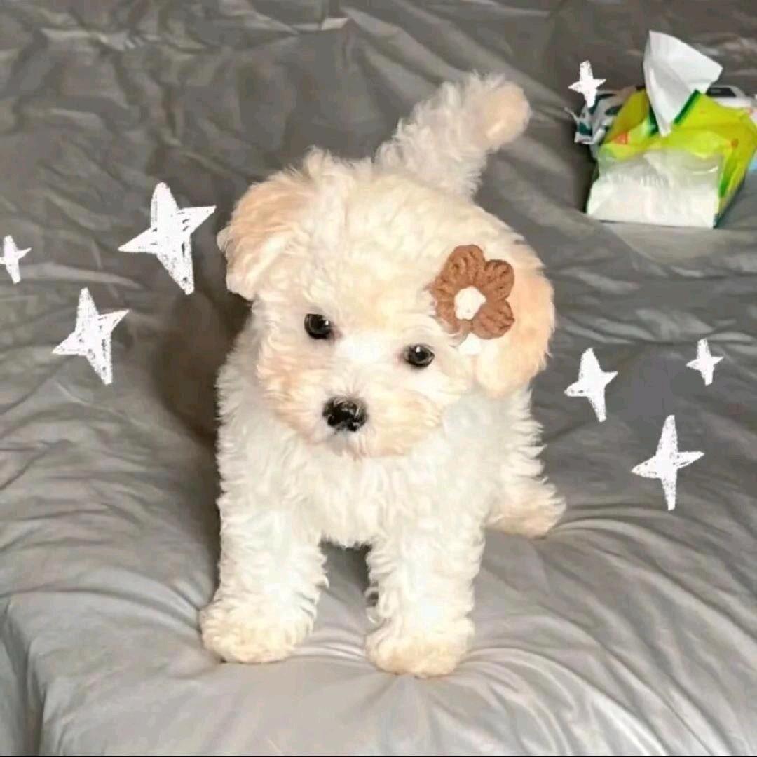 chenchen-