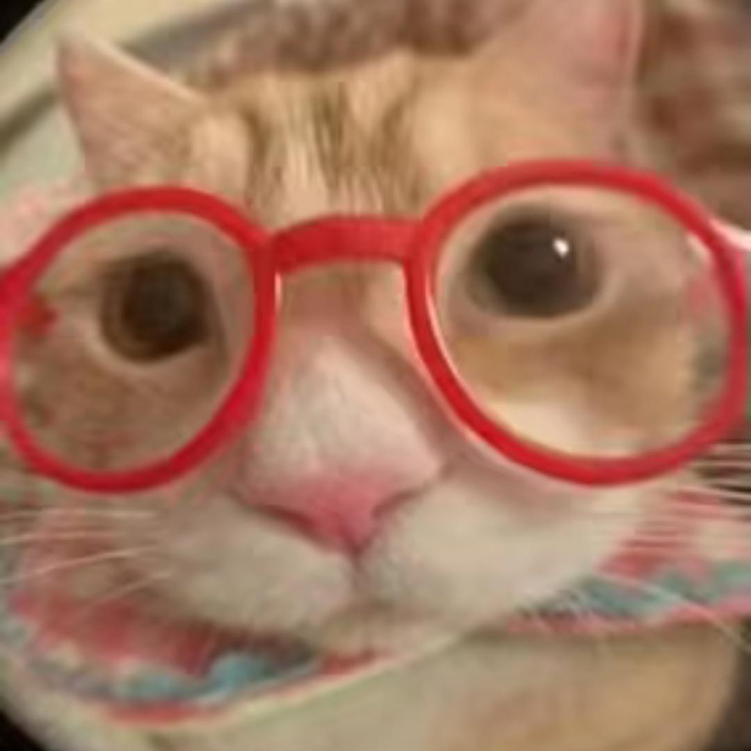 小猫饼干