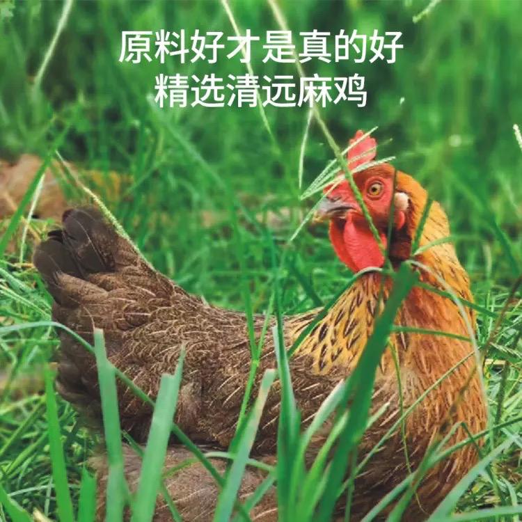 寻味清远鸡