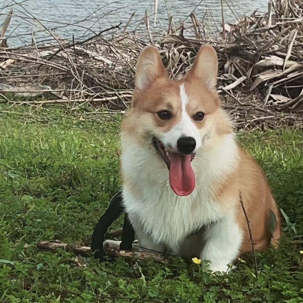 八月是只小柯基