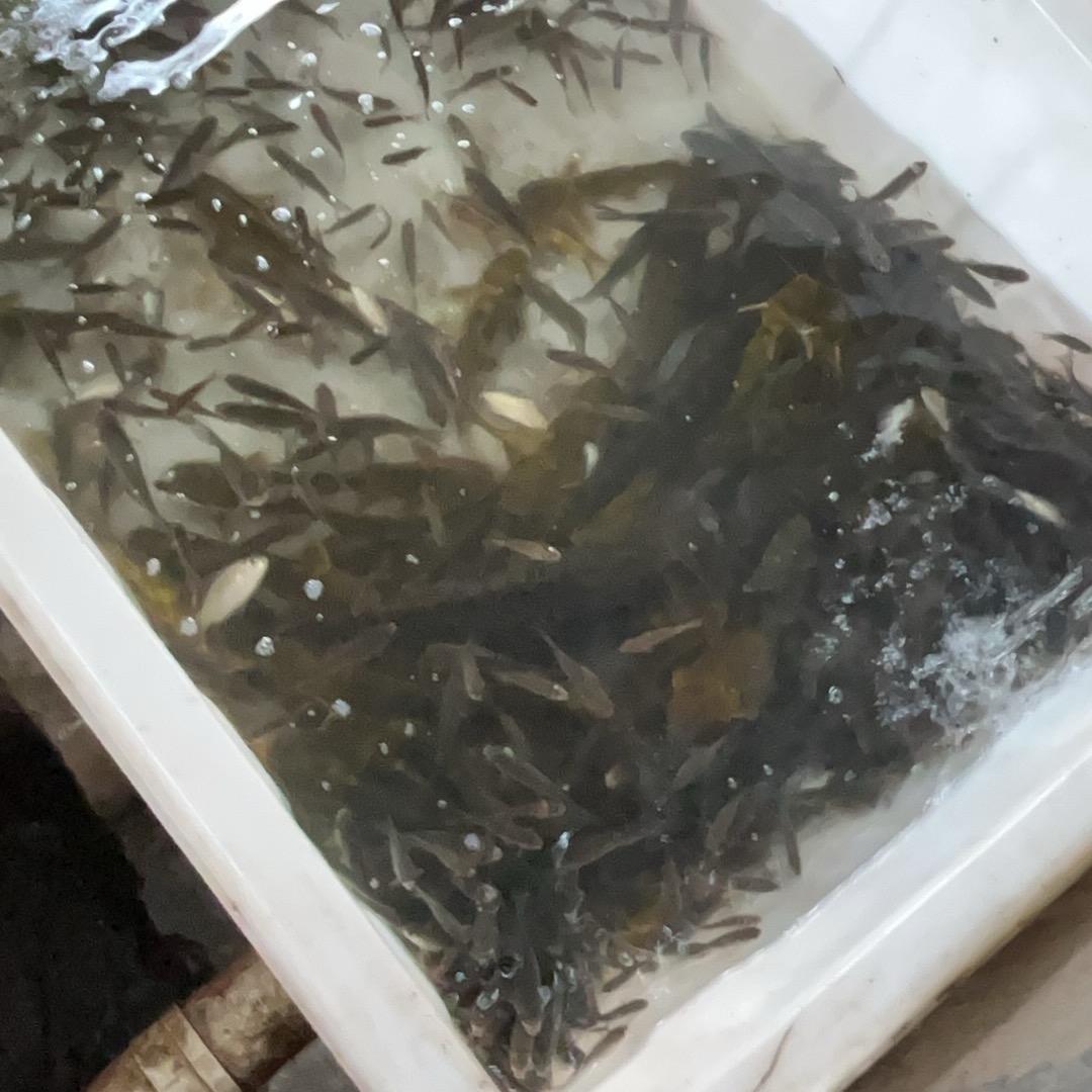 飞