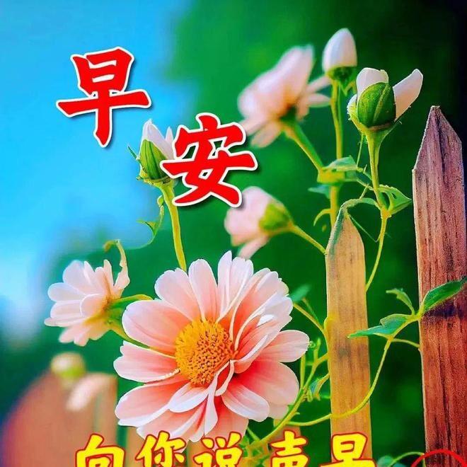 🌈玫瑰🌹(友友)