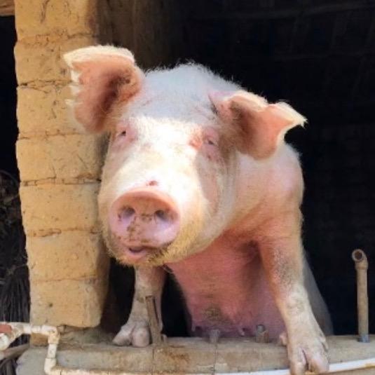 喇叭生了个喇叭花