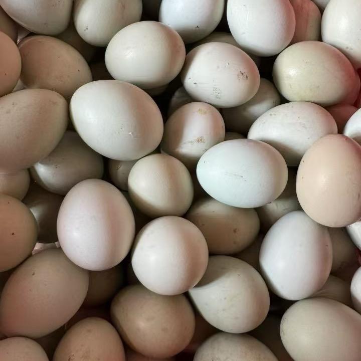 散养溜达鸡