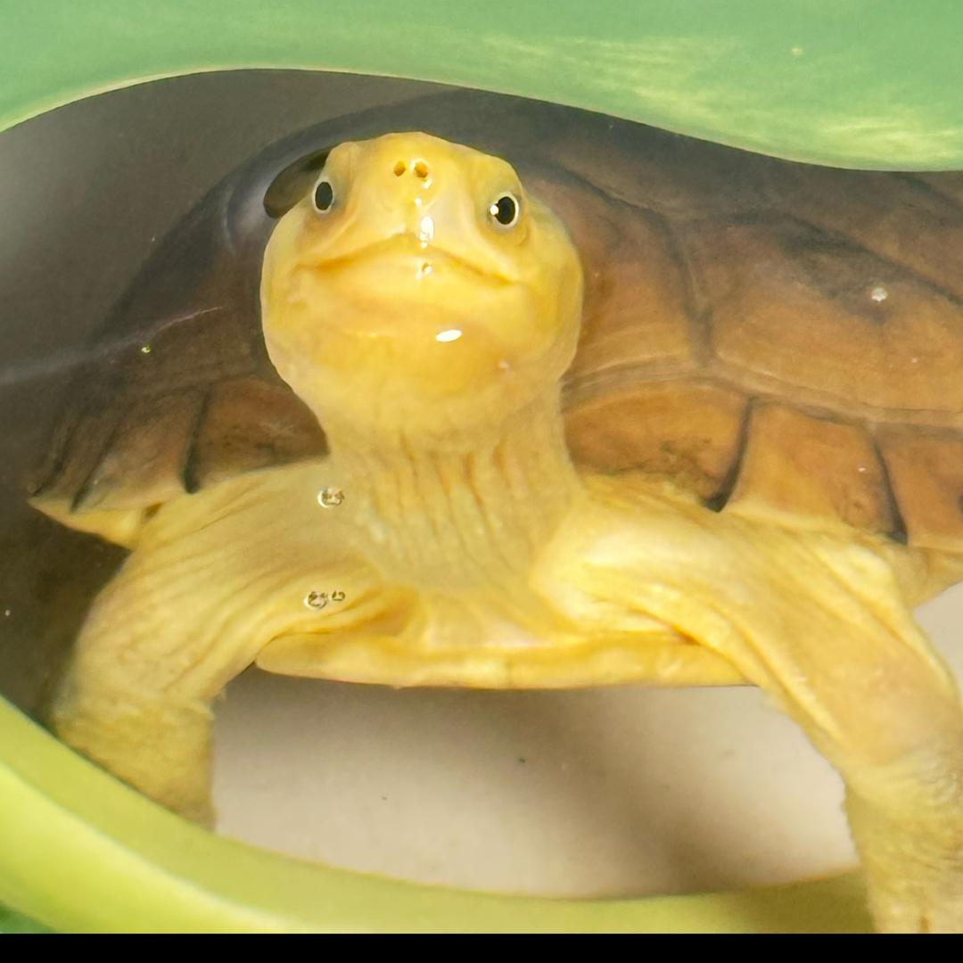 我家有一个奥利奥🐢
