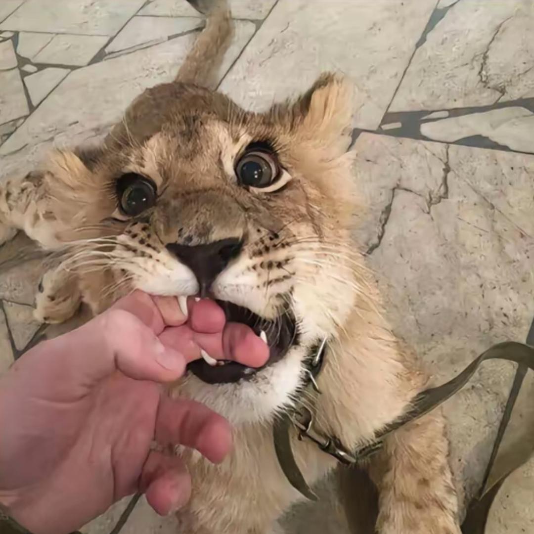 抱不动的羊