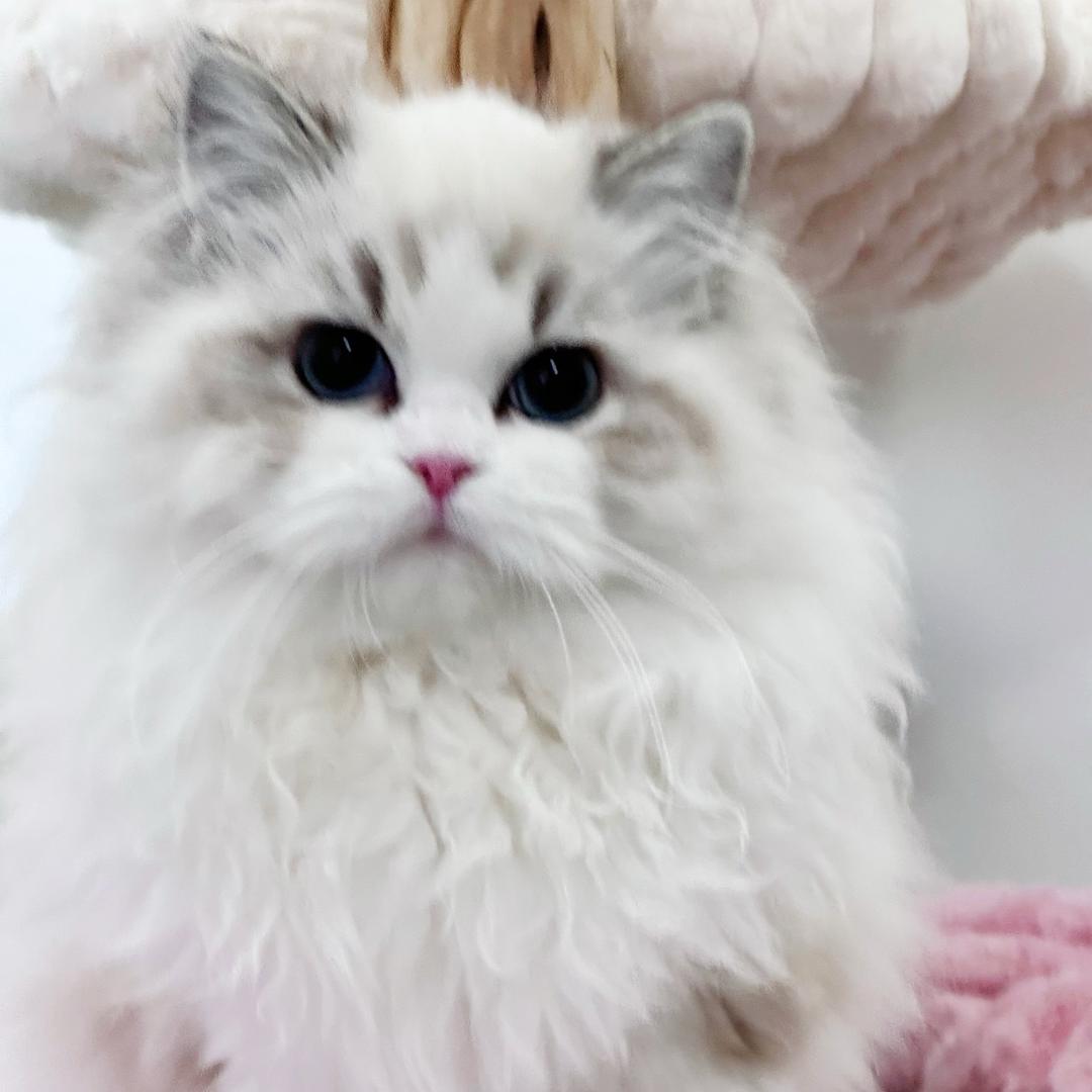 CATNING布偶猫舍