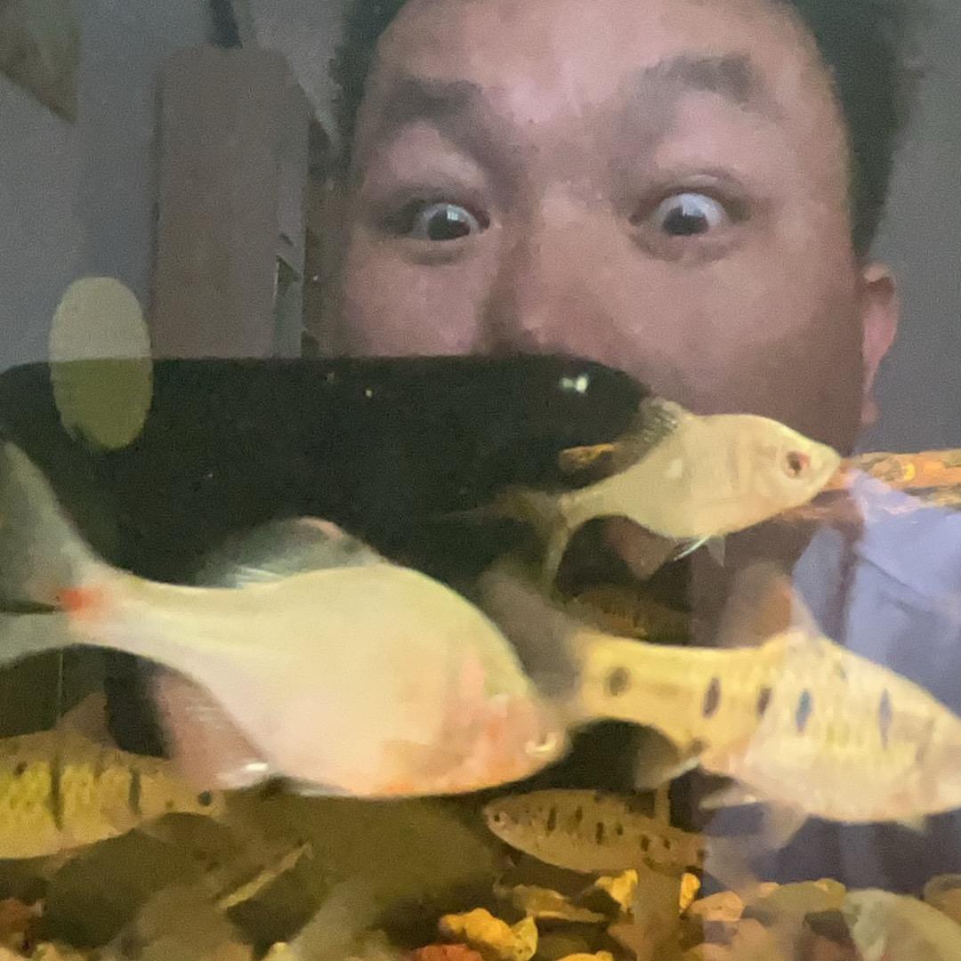 大鱼不缺氧