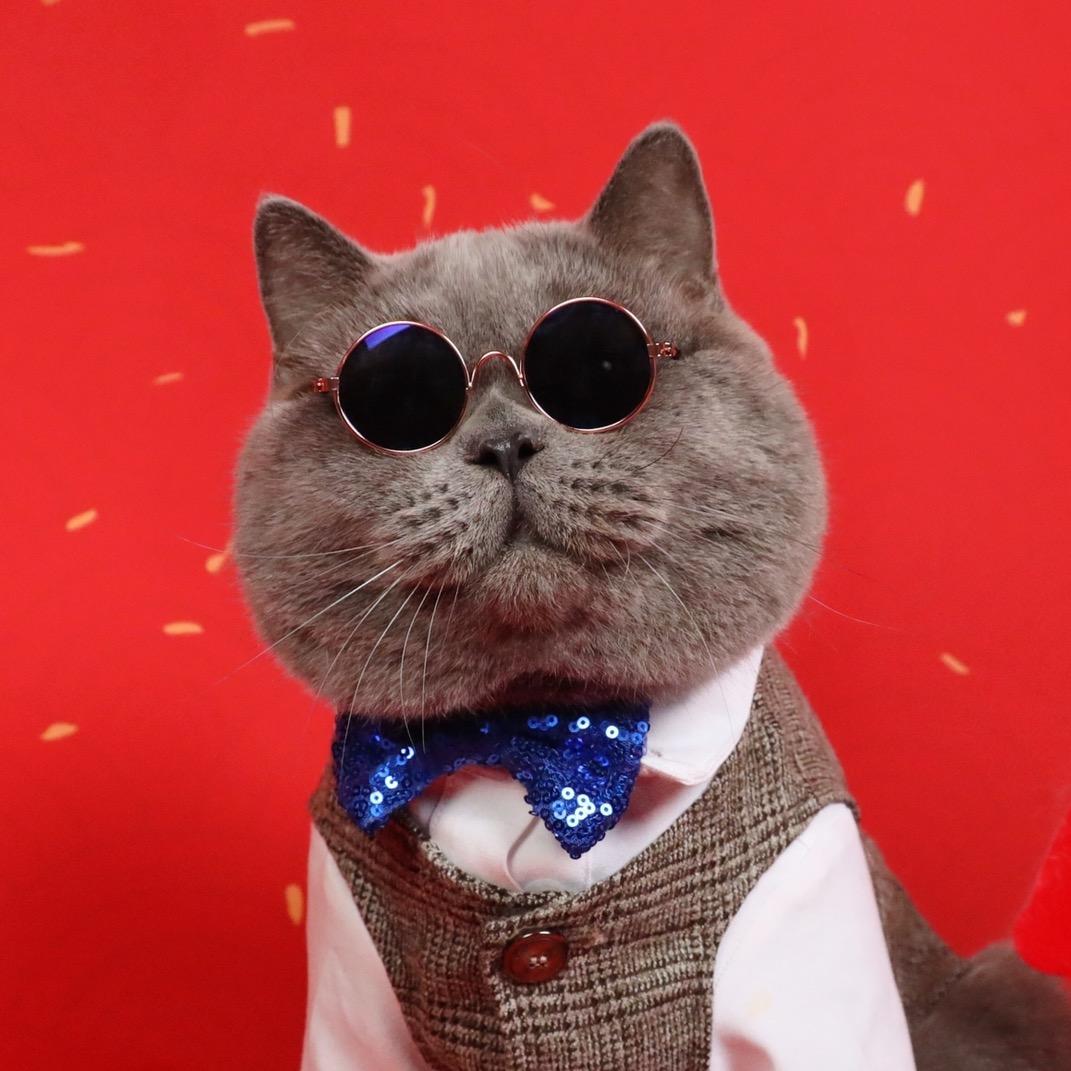 宝妃家的猫