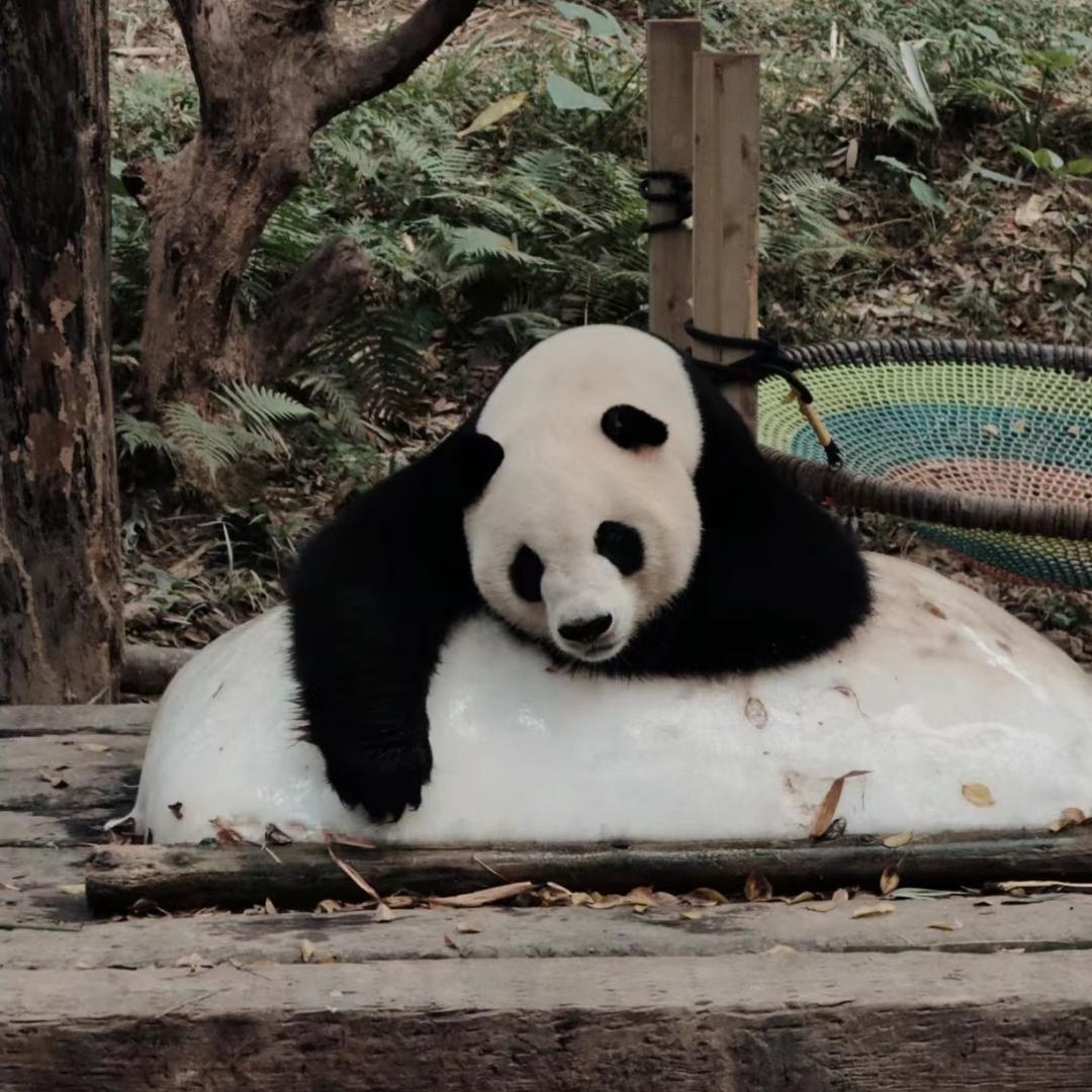 优惠畅玩长隆旅游