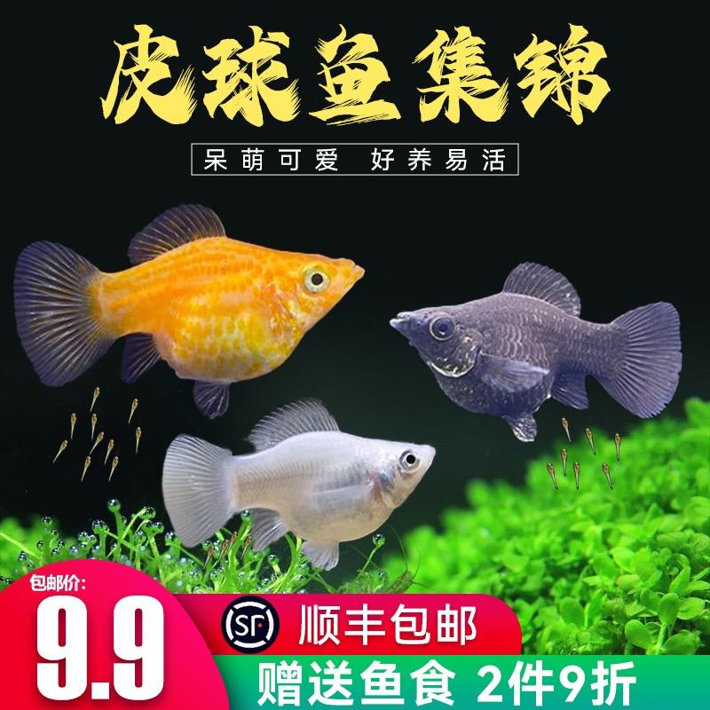 鱼多多水族馆