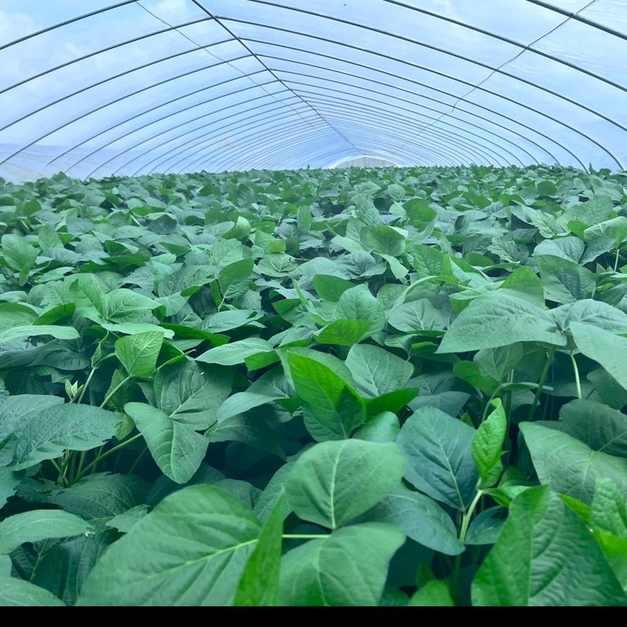 灌云永合豆丹豆虫养殖基地