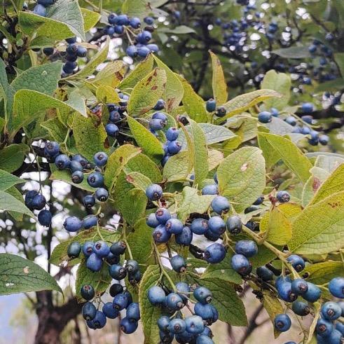 万安阿姐的赣味馆