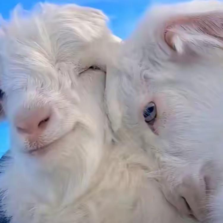 一只会飞的鱼🐟