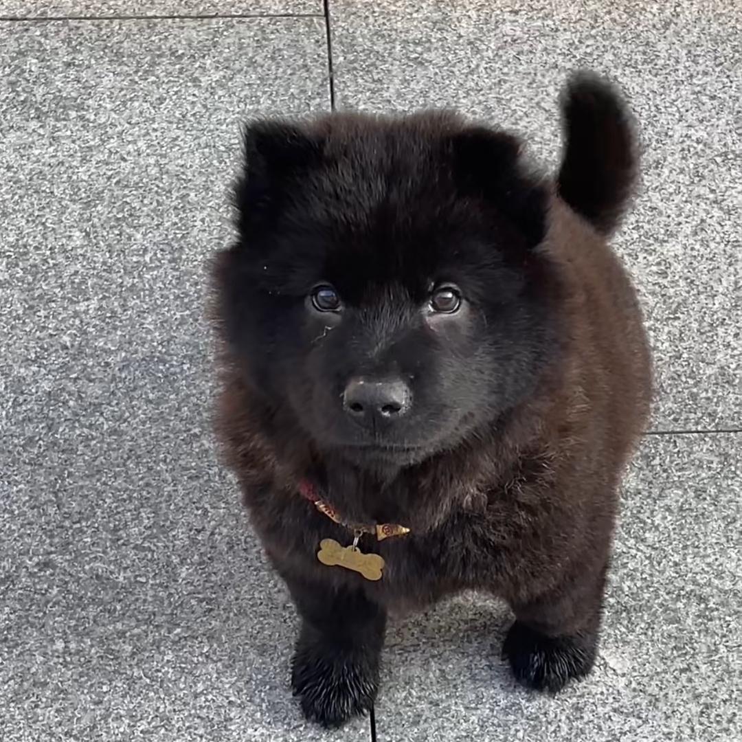 五黑土松～樱桃