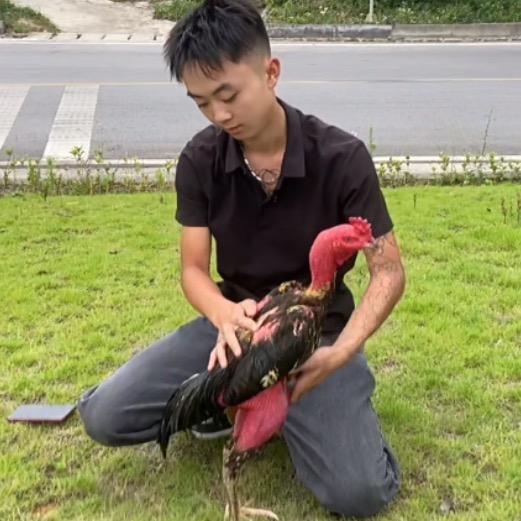《雄鹰小伟279》