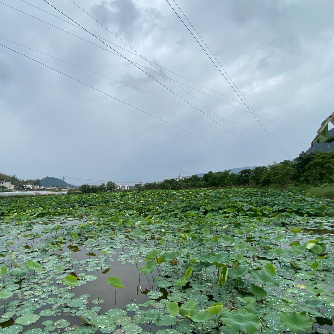 普洱莲藕种植基地