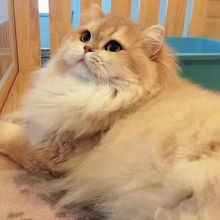 喵怪兽宠物猫（金渐层）