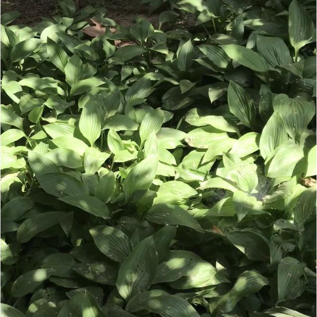 黄陂区御茉雀百货店(个体工商户)