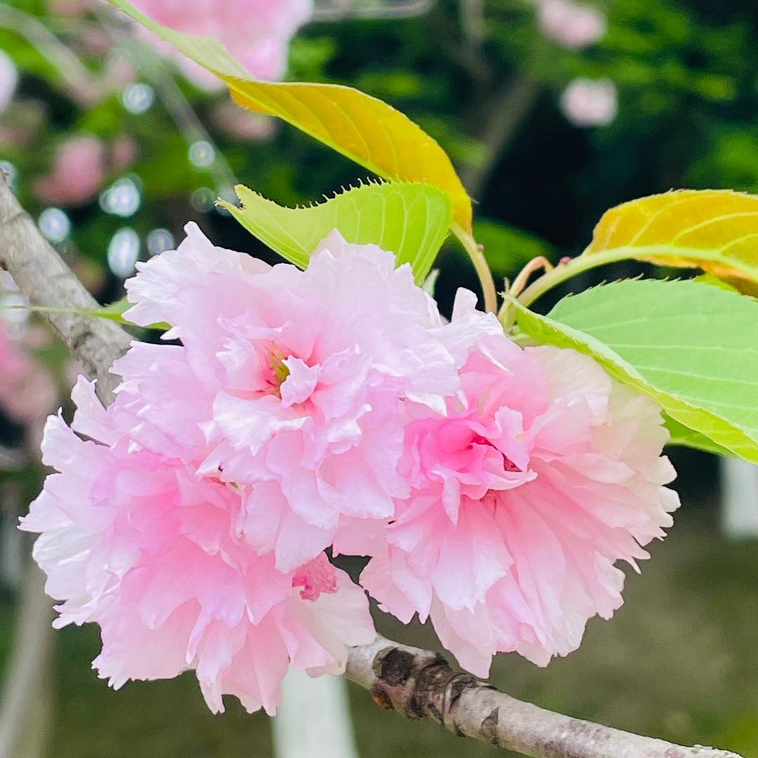 明天更好
