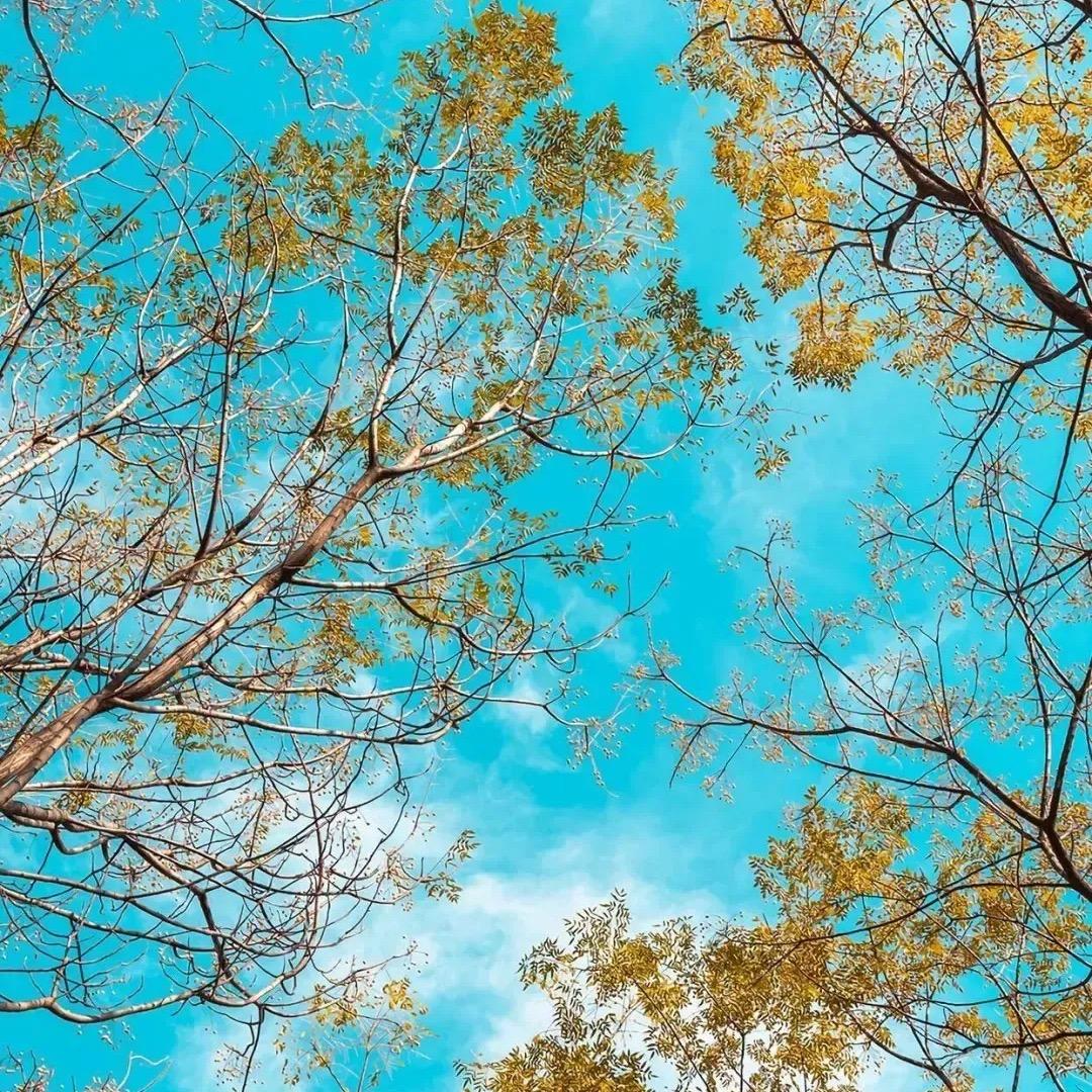 我是一颗小铜锣呀