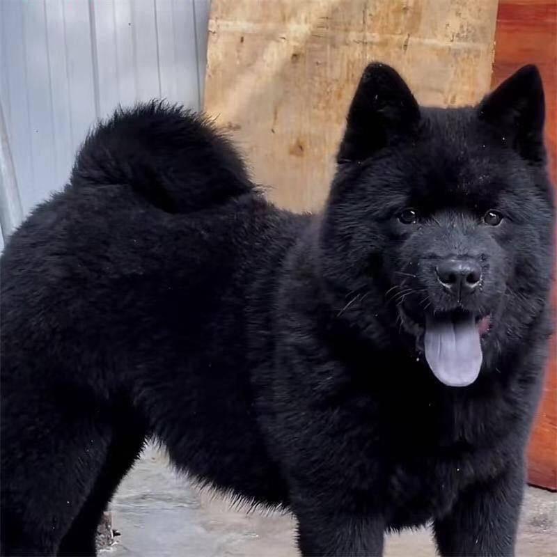 田园犬小魏（代淘）