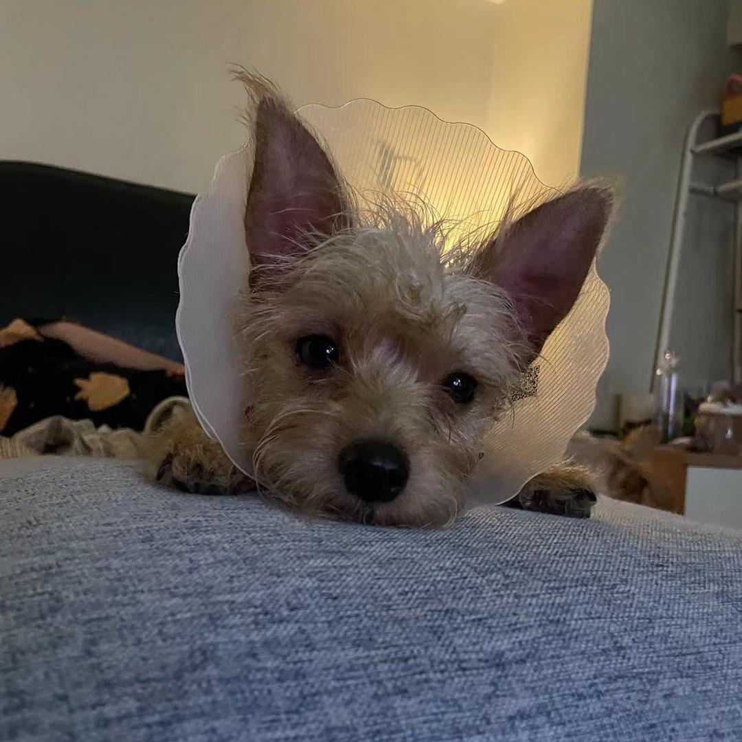 阿糖柏香籽文玩